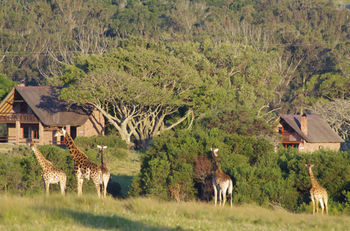 Kragga Kamma Game Park Hotel Port Elizabeth Eksteriør billede