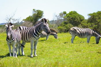 Kragga Kamma Game Park Hotel Port Elizabeth Eksteriør billede